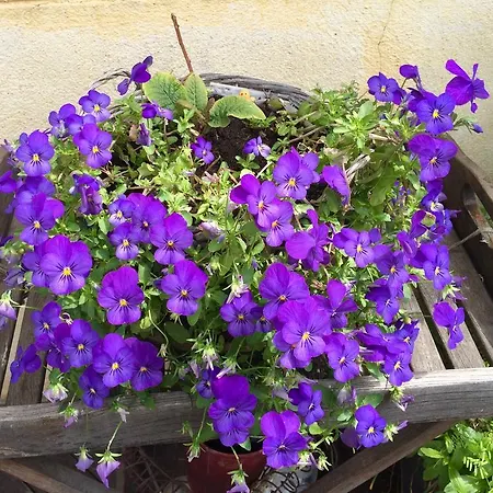 Apartment Appart Batignolles/terrasse